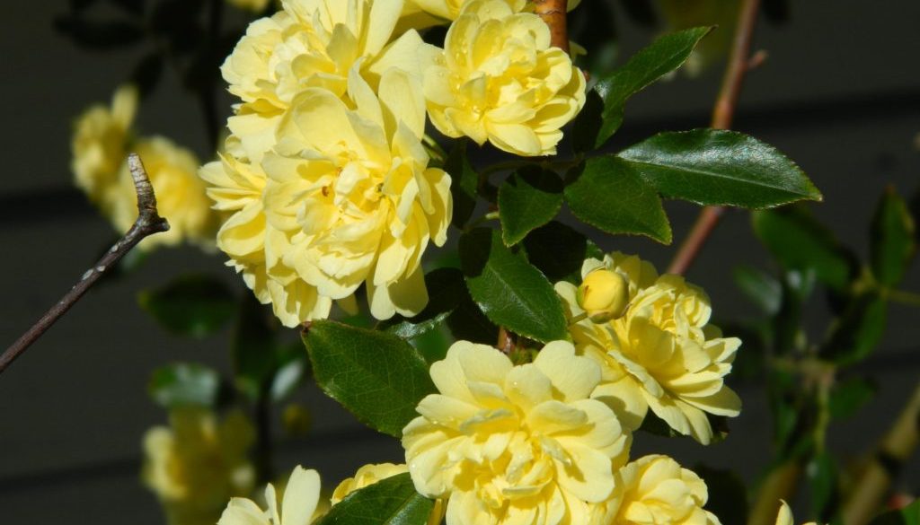 yellow-banksia-rose