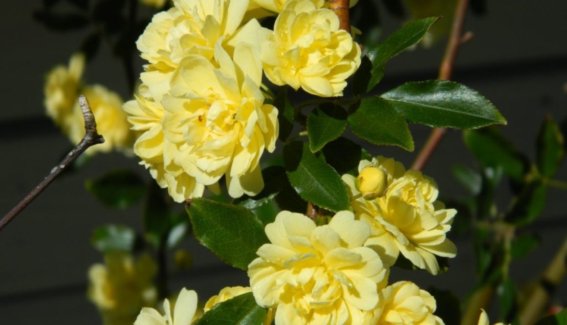 yellow-banksia-rose