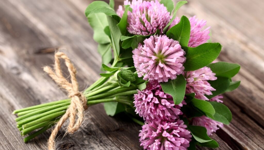 レッドクローバー