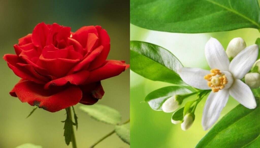 ローストネロリ